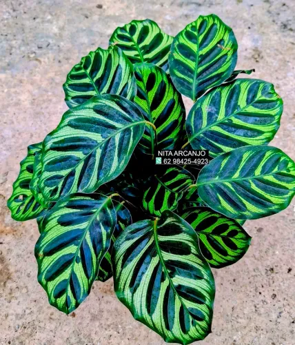 Vendemos plantas ornamentais. 