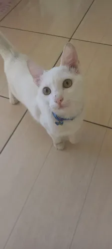 Doação de gatos em conjunto 