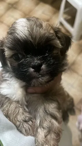 Filhote shih tzu, O filhotinho perfeito para você pode estar aqui!