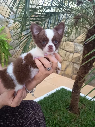 Lindo machinho Chihuahua.