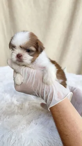 Tenho filhotes de Shih-tzu pronta entrega (Machos e Fêmeas)