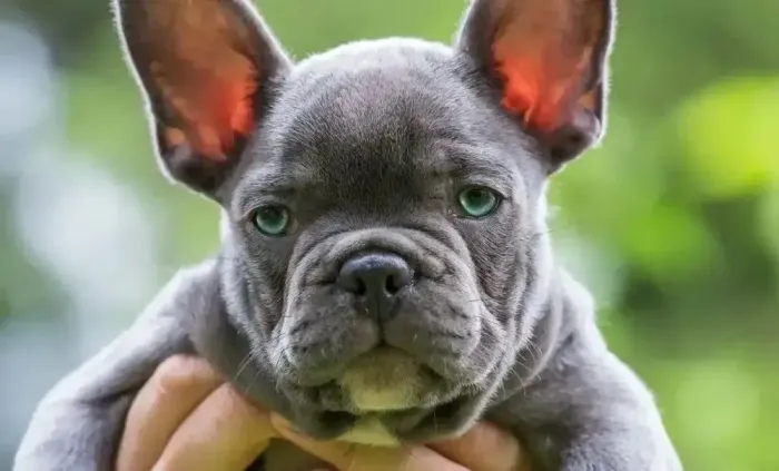 Buldogue francês para doação