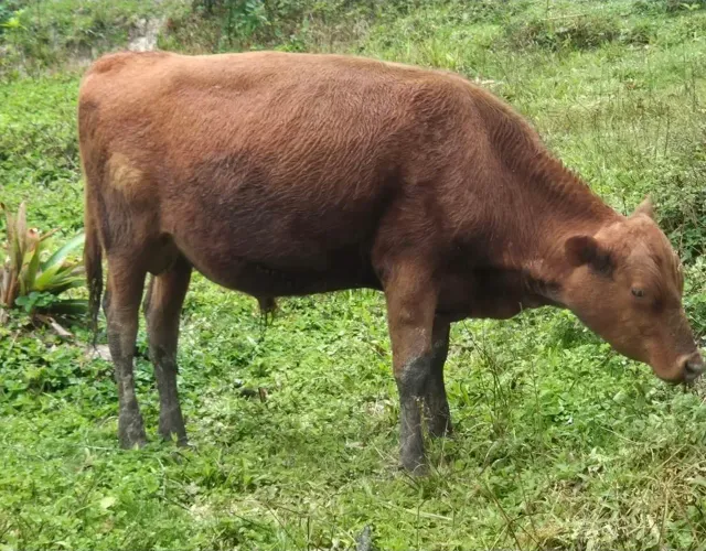 Gado Angus e gado Jersey