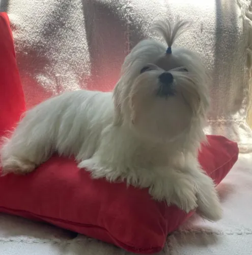 Maltes macho 1 ano
