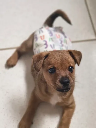 Cachorro macho 2 meses CRD