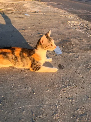 DOA-SE GATINHA