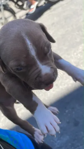 Filhote de pitbul