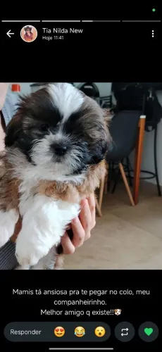 Filhote Fêmea - Shih Tzu - 60 dias
