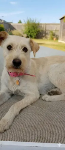 animais de estimação 