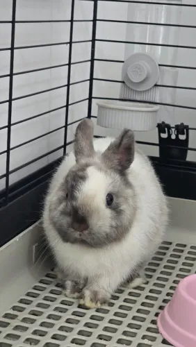 Netherland dwarf mini coelho