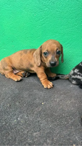 Filhotes fêmeas Basset Daschund Alerquim anão