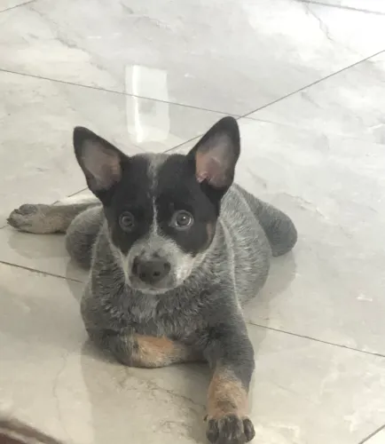 Vendo cachorro, raça Burriler 