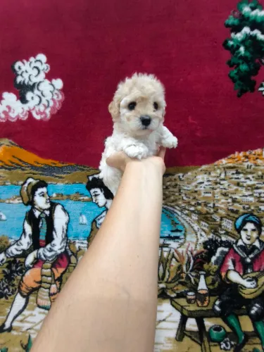 Poodle Machinhos Micro Toy 