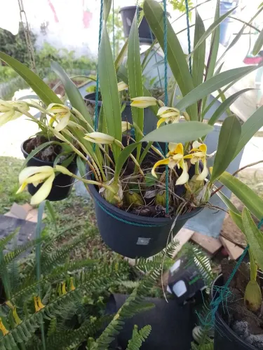 Orquídea linda 40,00
