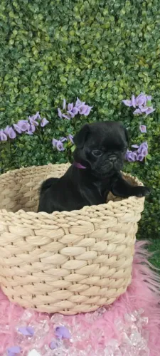 Filhote de Pug o pequeno brincalhão que rouba sorrisos