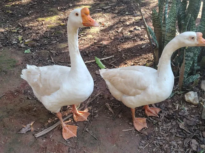 Casal de ganso