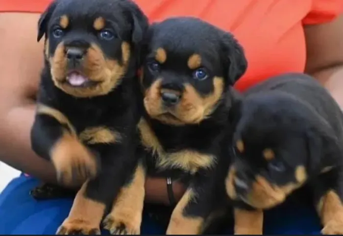 Rottweiler 