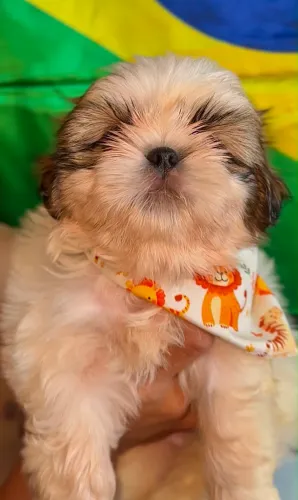 shih-tzu macho- pronta entrega 