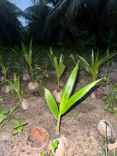  Muda de Coco tipo ANÃO