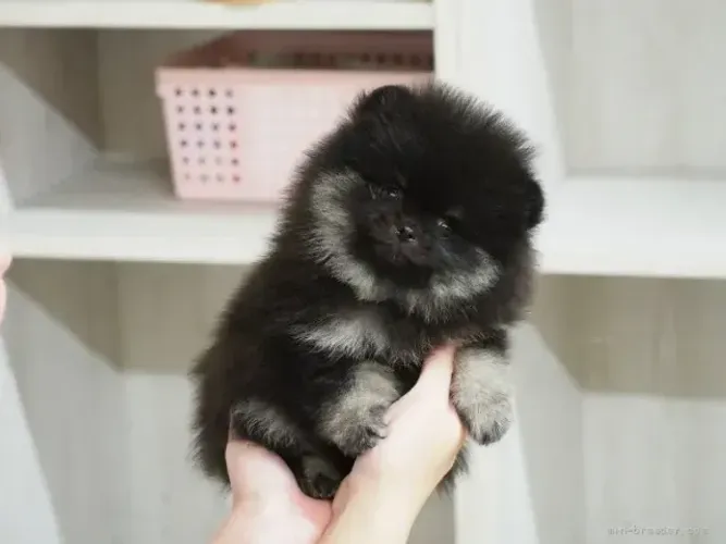 Cachorro filhote afetuoso e lindo Spitz Alemão/ Lulu da Pomerânia/ anão/ anãozinho