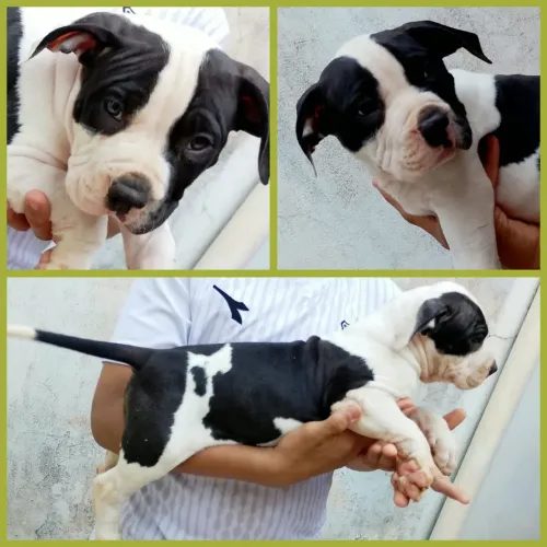 Pitbull