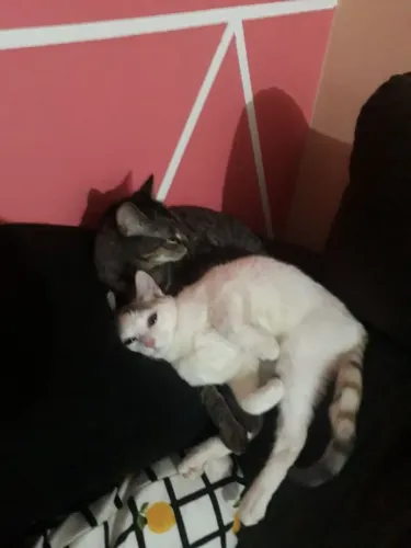 Doação de Gatas