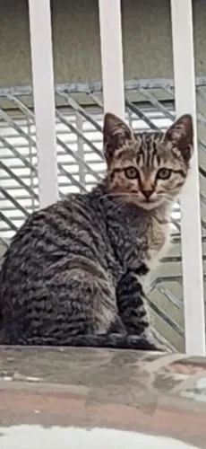 Gato pra doa 