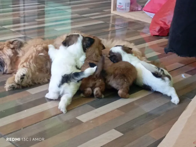 Cachorrinho Shitzu ?