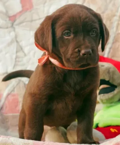 Labrador energeticos, amigaveis e ideais para todas as idades