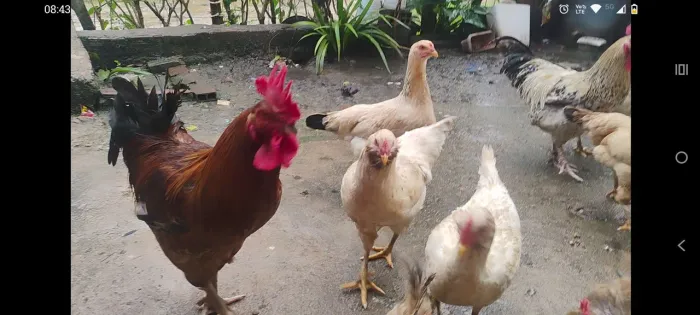 Galinhas