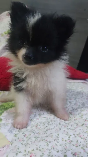 Filhotes de Spitz alemão 