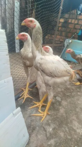 Frangos é frangas índio gigante mil flores