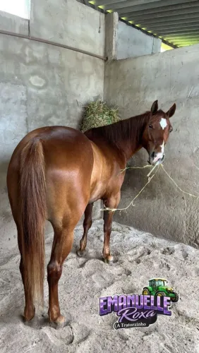 VENDO égua EMANUELLE ROXA 