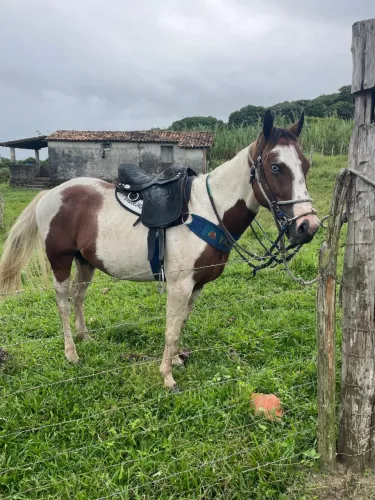 Cavalo
