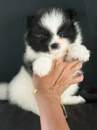Lulu da Pomerania anão filhotinho panda ac cartão