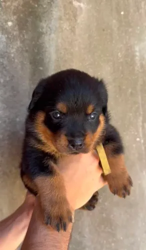 FILHOTES DE ROTTWEILER MACHOS