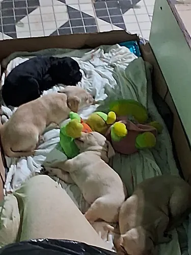 Filhotes de cachorro porte médio 