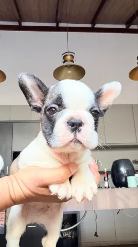 Bulldog francês machinhos 