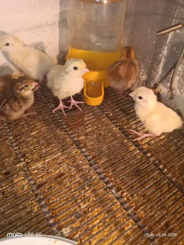 Codorna e ovos