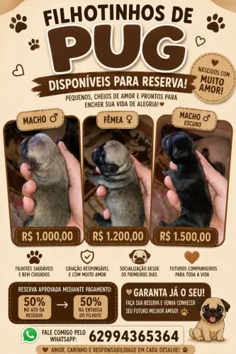 Filhotes de Pugs