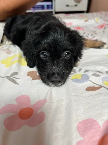 filhote cocker spaniel com poodle MACHO PROMOÇÃO SÓ HJ CUIDA 
