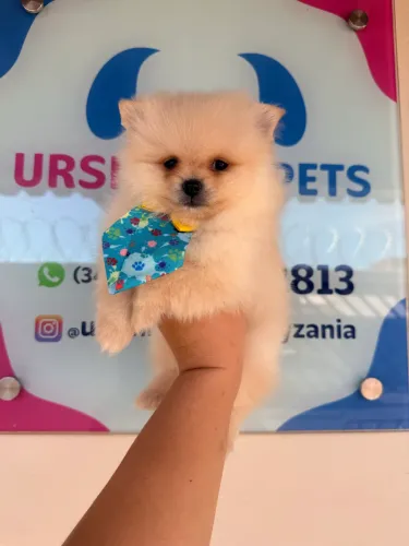 Spitz Alemão muito Lindo! Em até 10 x no Cartão