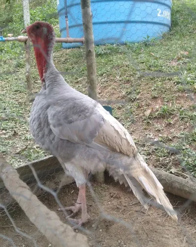 Perus A Venda Machos e Fêmea