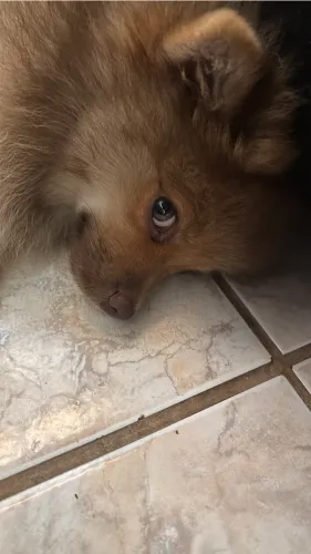 Filhote de lulu da Pomerania