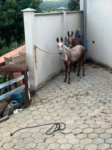 Pra quem gosta é dá valor duas mulas diferentes!!! 