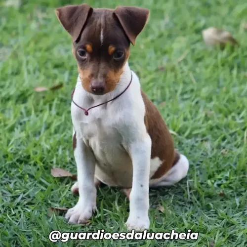 Terrier Brasileiro - Fox Paulistinha