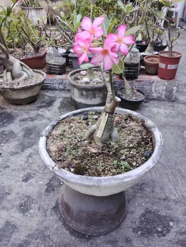 Rosas do deserto 
