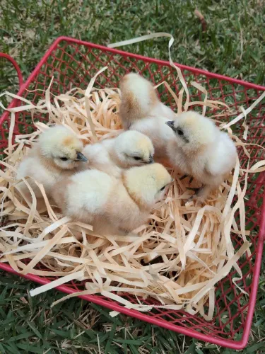 Pintinhos Galinha Sedosa do Japão Silkie Branca Ornamental Alta Genética 