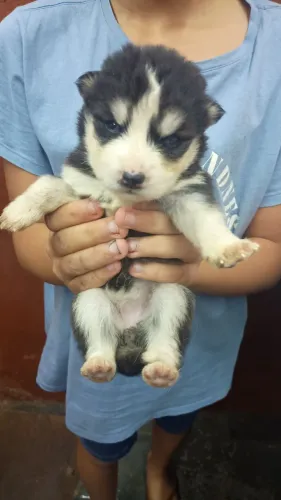 Husky siberiano