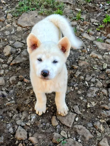 Akita Branco